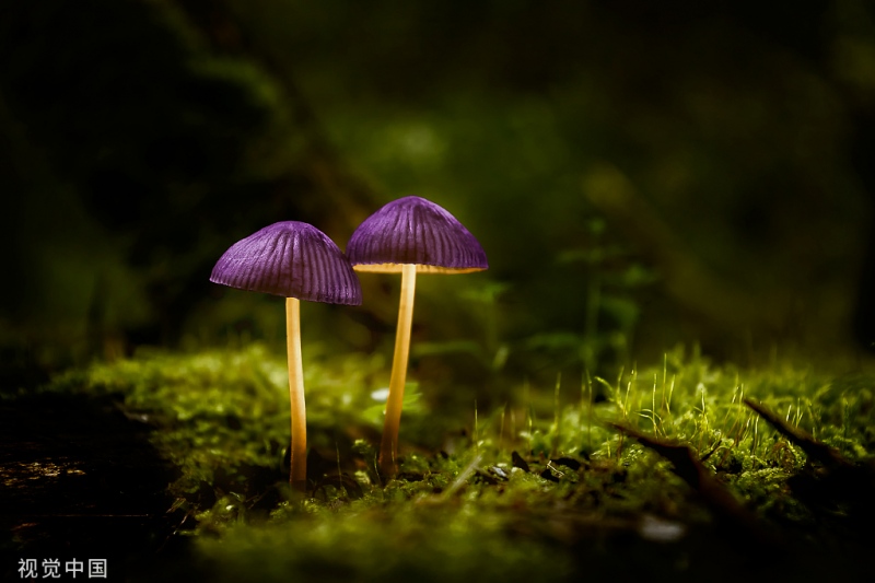 英媒研究显示致幻蘑菇中的裸头草碱成分能缓解重度抑郁