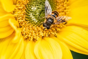 141亿只蜜蜂死亡韩国养蜂人倒苦水